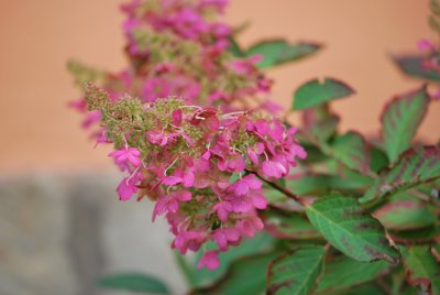 Hydrangea paniculata ˈCandlelightˈhortenzie latnatá